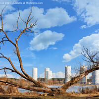 Buy canvas prints of Spring landscapes, a dry, spreading tree on the river bank against the backdrop of new urban high-rise buildings and a blue cloudy sky. by Sergii Petruk
