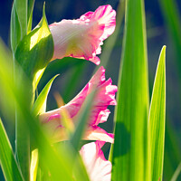 Buy canvas prints of Pink, delicate gladioli in sparkling drops of morning dew against a background of bright green leaves and sunlight. by Sergii Petruk