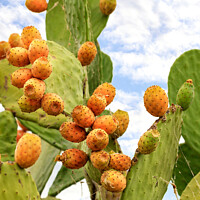 Buy canvas prints of Fruits of a ripe sweet prickly pear cactus against a blue cloudy sky. by Sergii Petruk