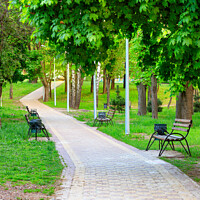 Buy canvas prints of Vibrant green foliage surrounds wooden benches in a picturesque urban summer park along a cobbled walkway. by Sergii Petruk