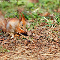 Buy canvas prints of An orange squirrel has found a walnut among the fallen leaves and is chewing on it. by Sergii Petruk