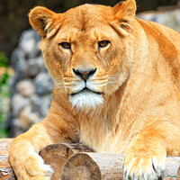 Buy canvas prints of Portrait of a lioness resting on a deck of wooden logs. by Sergii Petruk