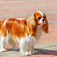 Buy canvas prints of Cavalier King Charles Spaniel on the background of the sidewalk lined with red paving stones. by Sergii Petruk
