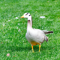Buy canvas prints of Bar-headed goose Anser indicus grazes on a green grassy lawn in a summer park. by Sergii Petruk