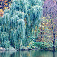 Buy canvas prints of The green willow foliage bent its branches over the surface of the forest lake. by Sergii Petruk