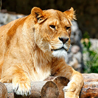 Buy canvas prints of Portrait of a lioness resting on a platform made of wooden logs. by Sergii Petruk