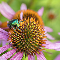 Buy canvas prints of Bright green Chapfer on a flower of Echinacea by Sergii Petruk