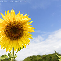 Buy canvas prints of Flowering sunflowers against the blue sky. by Sergii Petruk