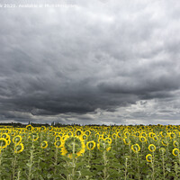 Buy canvas prints of stormy sky over the field of sunflowers by Sergii Petruk