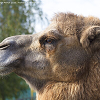 Buy canvas prints of the head of an adult camel in profile by Sergii Petruk