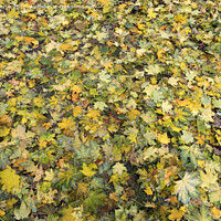 Buy canvas prints of Texture of autumn carpet from fallen leaves by Sergii Petruk
