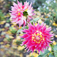 Buy canvas prints of Bright red-pink flower Dahlia in the autumn garden by Sergii Petruk