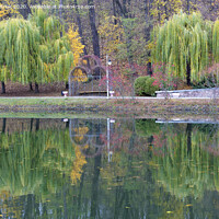 Buy canvas prints of Beautiful green weeping willows on the shore of a pond in an autumn park by Sergii Petruk