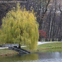 Buy canvas prints of Beautiful green weeping willow on the shore of a pond in an autumn park by Sergii Petruk