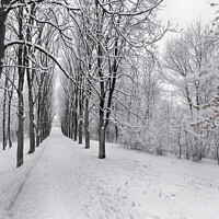 Buy canvas prints of The avenue of winter trees is covered with snow in the city park by Sergii Petruk