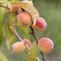 Buy canvas prints of ripe sweet peaches grow on a tree branch by Sergii Petruk