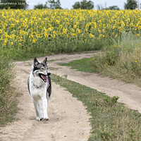 Buy canvas prints of Hunting dog Siberian Laika outdoors walking along a dirt road by Sergii Petruk