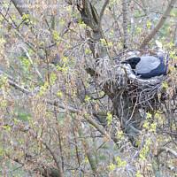 Buy canvas prints of A young crow in early spring made a nest on a tree and incubate chicks by Sergii Petruk