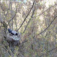Buy canvas prints of A young crow looks at his put eggs in the nest by Sergii Petruk
