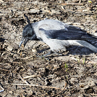Buy canvas prints of Young crow looking for insects on the ground in early spring by Sergii Petruk