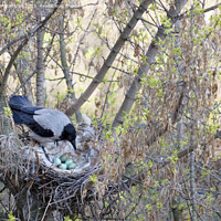 Buy canvas prints of A young crow looks at his put eggs in the nest by Sergii Petruk