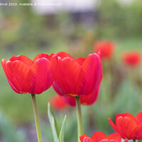 Buy canvas prints of Beautiful red tulips against a background of a green flower bed by Sergii Petruk