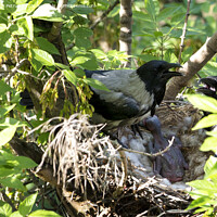 Buy canvas prints of A young family of crows guards their chick in the nest by Sergii Petruk