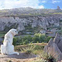 Buy canvas prints of White dog sits and examines the mountain landscape of Cappadocia by Sergii Petruk