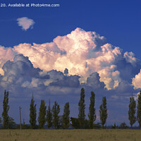 Buy canvas prints of A large beautiful cloud in the sunset rays of sunlight hung over slender poplars by Sergii Petruk