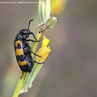 Buy canvas prints of Yellow-black beetle is located on a field flower to have lunch by Sergii Petruk