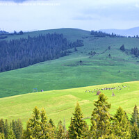Buy canvas prints of A flock of sheep grazing on a hill of mountain green meadows on a sunny spring morning by Sergii Petruk