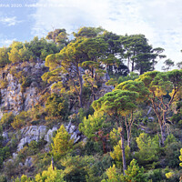 Buy canvas prints of Tall pines grow on the rocks of the mountains of Montenegro by Sergii Petruk