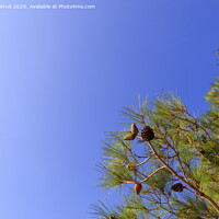Buy canvas prints of A branch of the mediterranean spruce with cones against the blue sky by Sergii Petruk