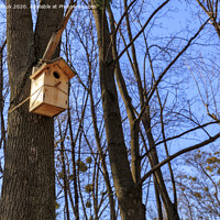 Buy canvas prints of A new nesting box hung on an oak in a spring forest by Sergii Petruk