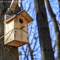 Buy canvas prints of A new nesting box is attached with a rope high on a tree trunk in a spring park. by Sergii Petruk