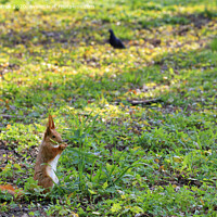 Buy canvas prints of Little orange squirrel grazes in a sunny meadow of a city park by Sergii Petruk