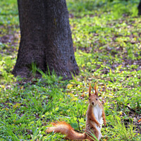 Buy canvas prints of A little orange squirrel stands on its hind legs on a sunny glade of a city park. by Sergii Petruk