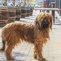 Buy canvas prints of French shepherd shepherd briard walking on the paved paths of the city pavement by Sergii Petruk