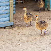 Buy canvas prints of Little fluffy ostrichs strolls around the farm yard. by Sergii Petruk