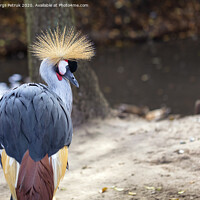 Buy canvas prints of Glance and head of Gray Crowned Crane by Sergii Petruk
