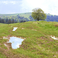 Buy canvas prints of Beautiful spring landscape of the Carpathian Mountains after a warm rain. by Sergii Petruk