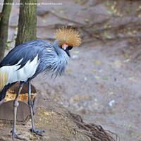 Buy canvas prints of View and profile view of a gray crowned crane by Sergii Petruk