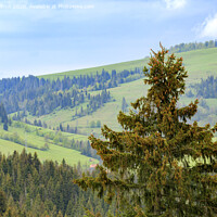 Buy canvas prints of The top of a pine tree is dotted with young cones. Carpathians. Mountain landscape, coniferous forests. by Sergii Petruk