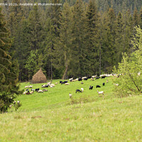 Buy canvas prints of A flock of sheep grazing on a hill of mountain green meadows on a bright spring morning near a haystack. by Sergii Petruk