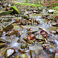 Buy canvas prints of The waters of the forest brook run on stone pebbles and fallen leaves in the autumn forest. by Sergii Petruk