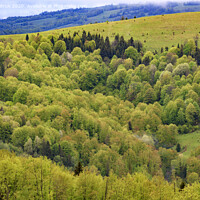 Buy canvas prints of Overgrown with young deciduous trees, the hills of the Carpathian Mountains, flowering spring Carpathians from a height. by Sergii Petruk