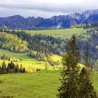 Buy canvas prints of Single pines grow on the hillside in the Carpathians. Far away a flock of sheep graze. Mountain landscape, coniferous forests. by Sergii Petruk