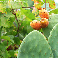 Buy canvas prints of Fruits of an orange ripe sweet cactus prickly pear cactuson a young light green plant. by Sergii Petruk