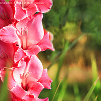 Buy canvas prints of Delicate pink-red gladiolus blooms in the garden by Sergii Petruk
