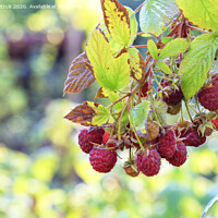 Buy canvas prints of A branch with ripe raspberries in the autumn garden, close-up. by Sergii Petruk